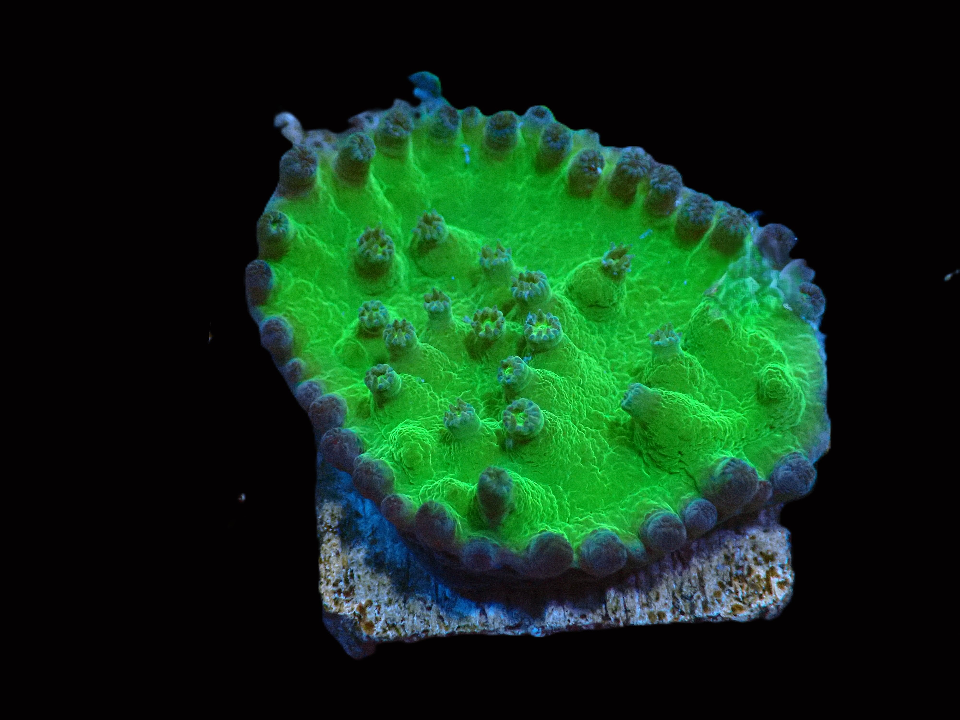 SDC Neon Green Turbinaria