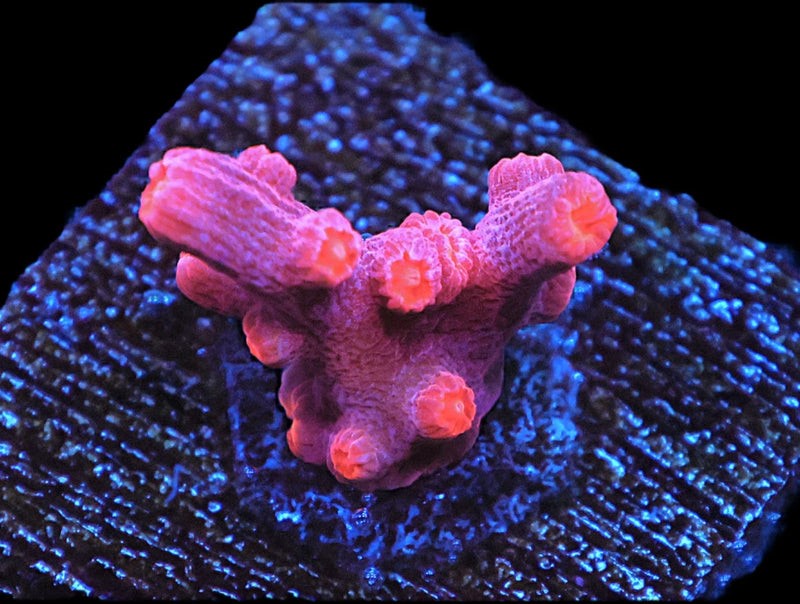 SDC Red Branching Cyphastrea