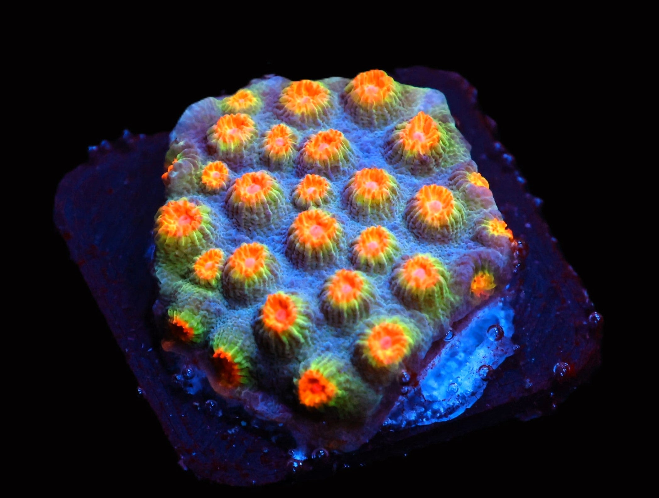 SDC Dippin Dots Cyphastrea