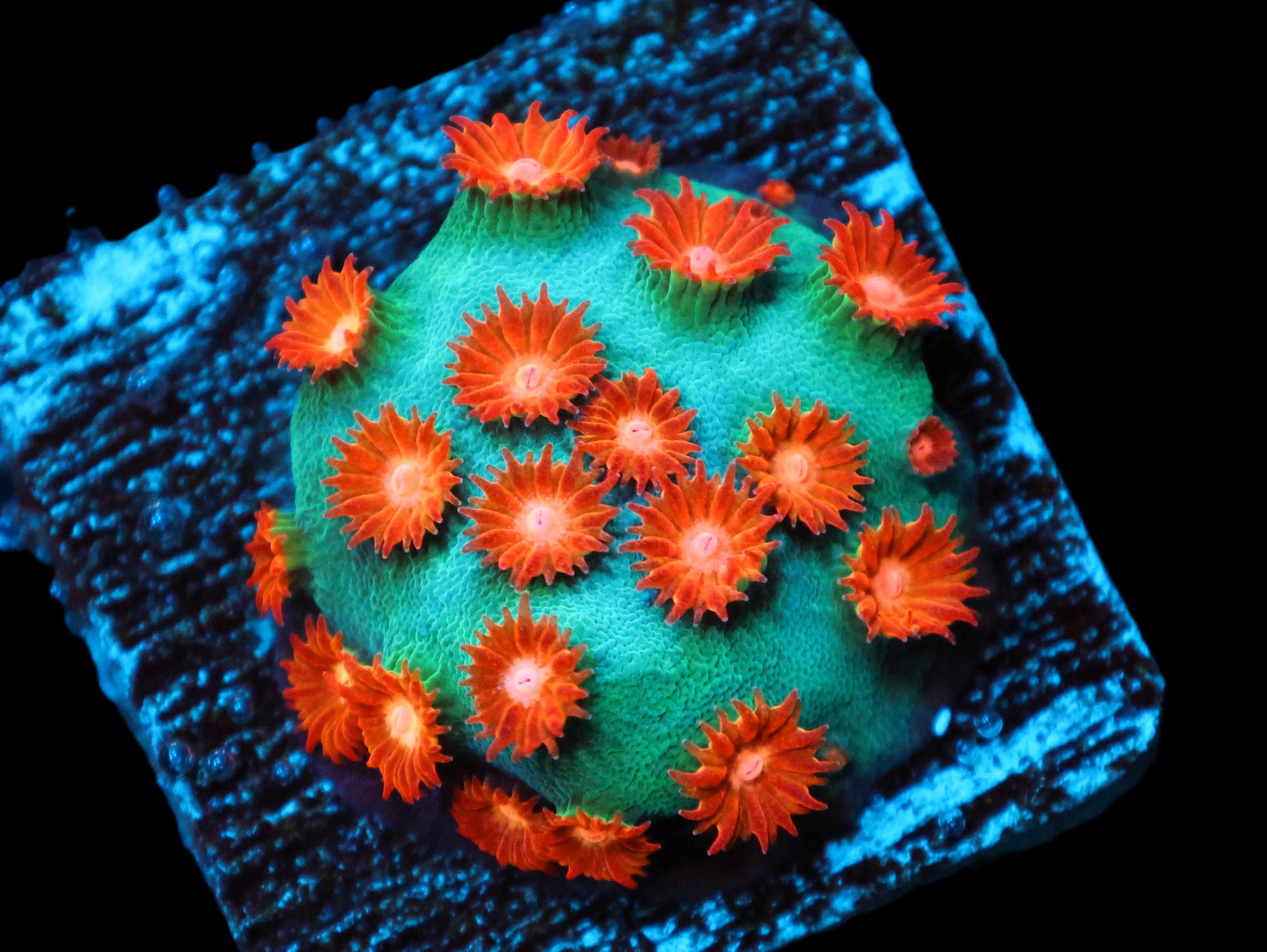 SDC Meteor Shower Cyphastrea