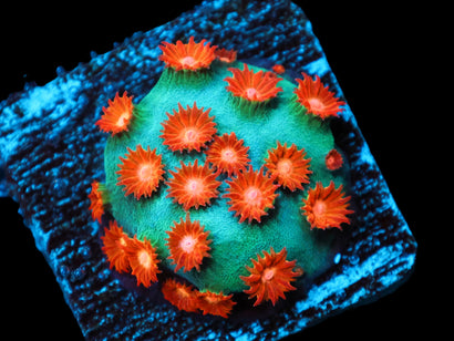 SDC Meteor Shower Cyphastrea