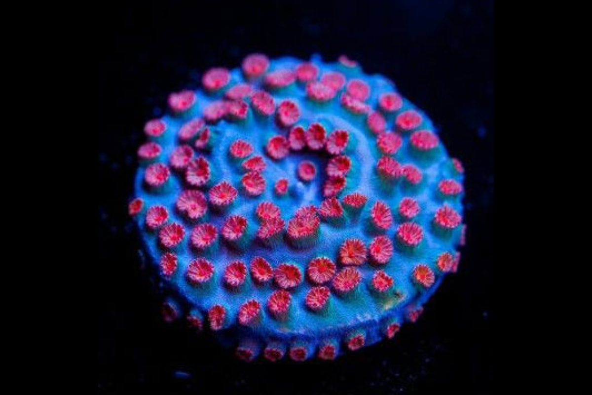 Cyph Rivlaas SDC Meteor Shower Cyph Cult – Sea Dwelling Creatures
