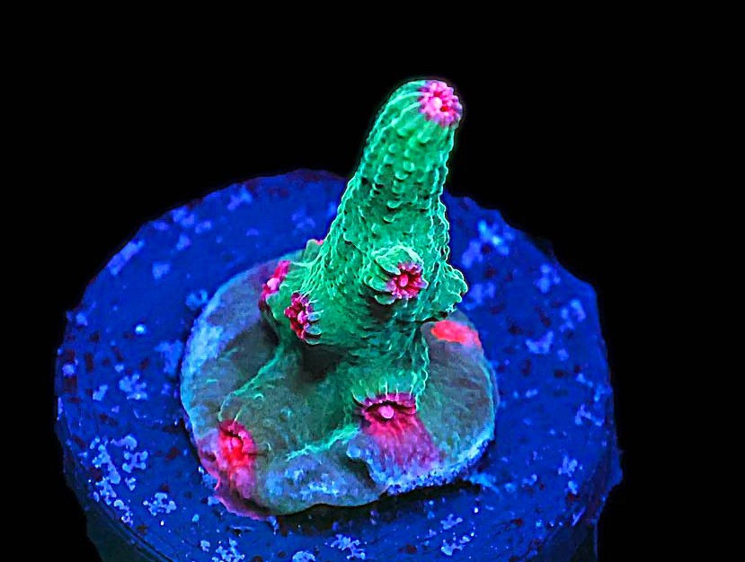 SDC Pink Wink Branching Cyphastrea