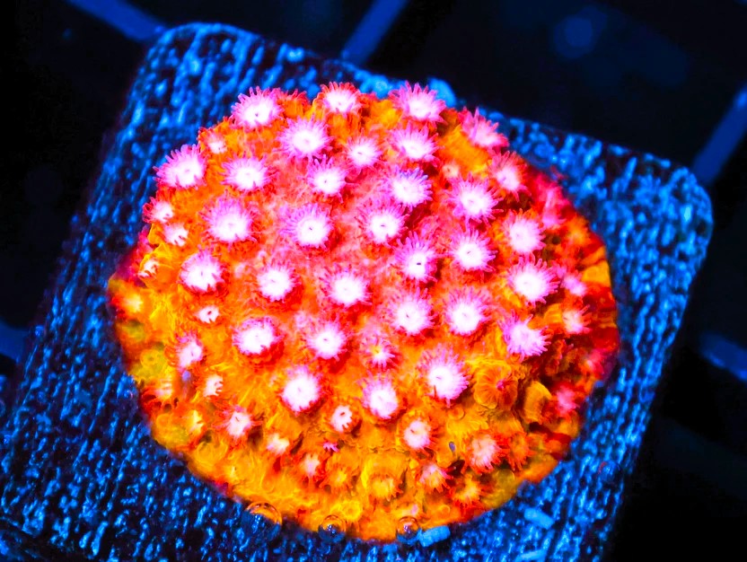 SDC Strawberry Lemonade Cyphastrea