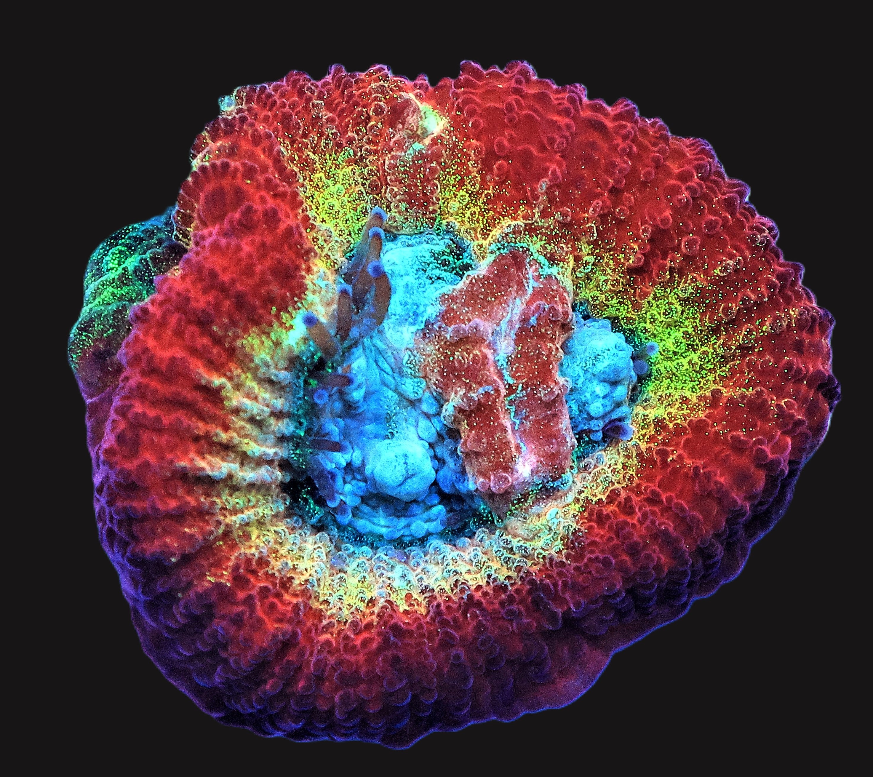 SDC Rainbow Favia Turquoise