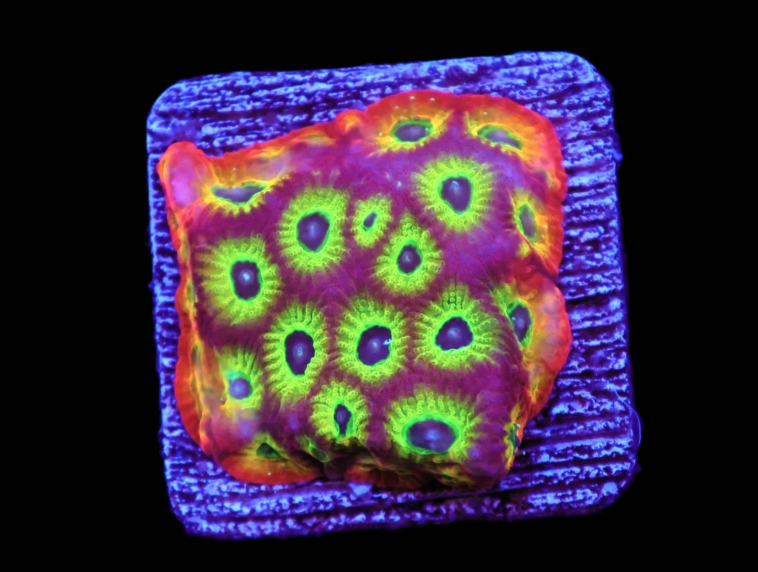 SDC Sector 001 Favites