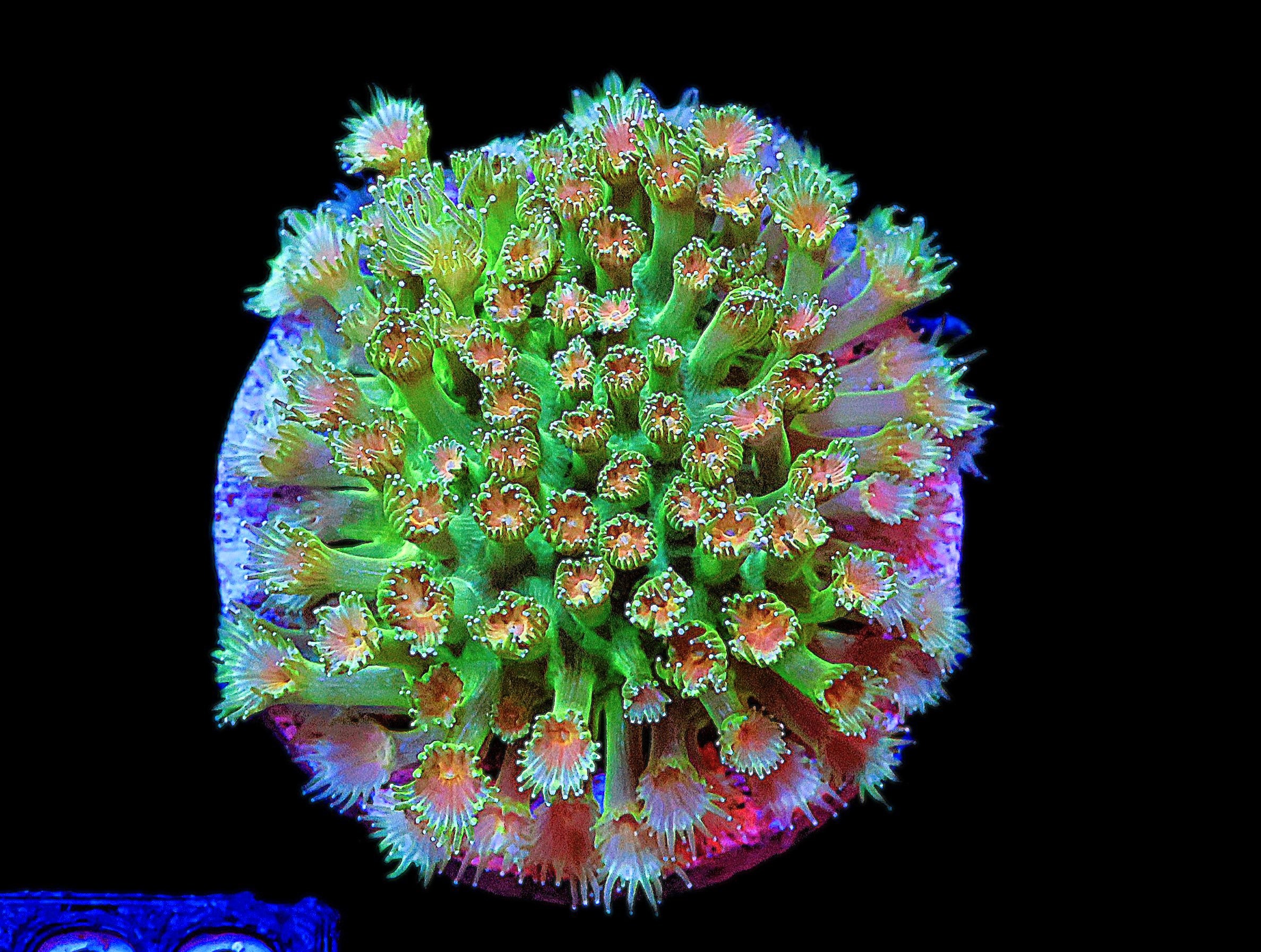 SDC Cloud Forest Micro Goni