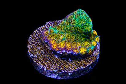 SDC John Deere Leptastrea Cult