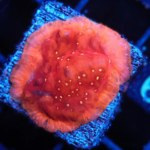 SDC Mr Sparkle Leptoseris