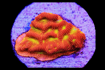 SDC Jack-O-Lantern Leptoseris