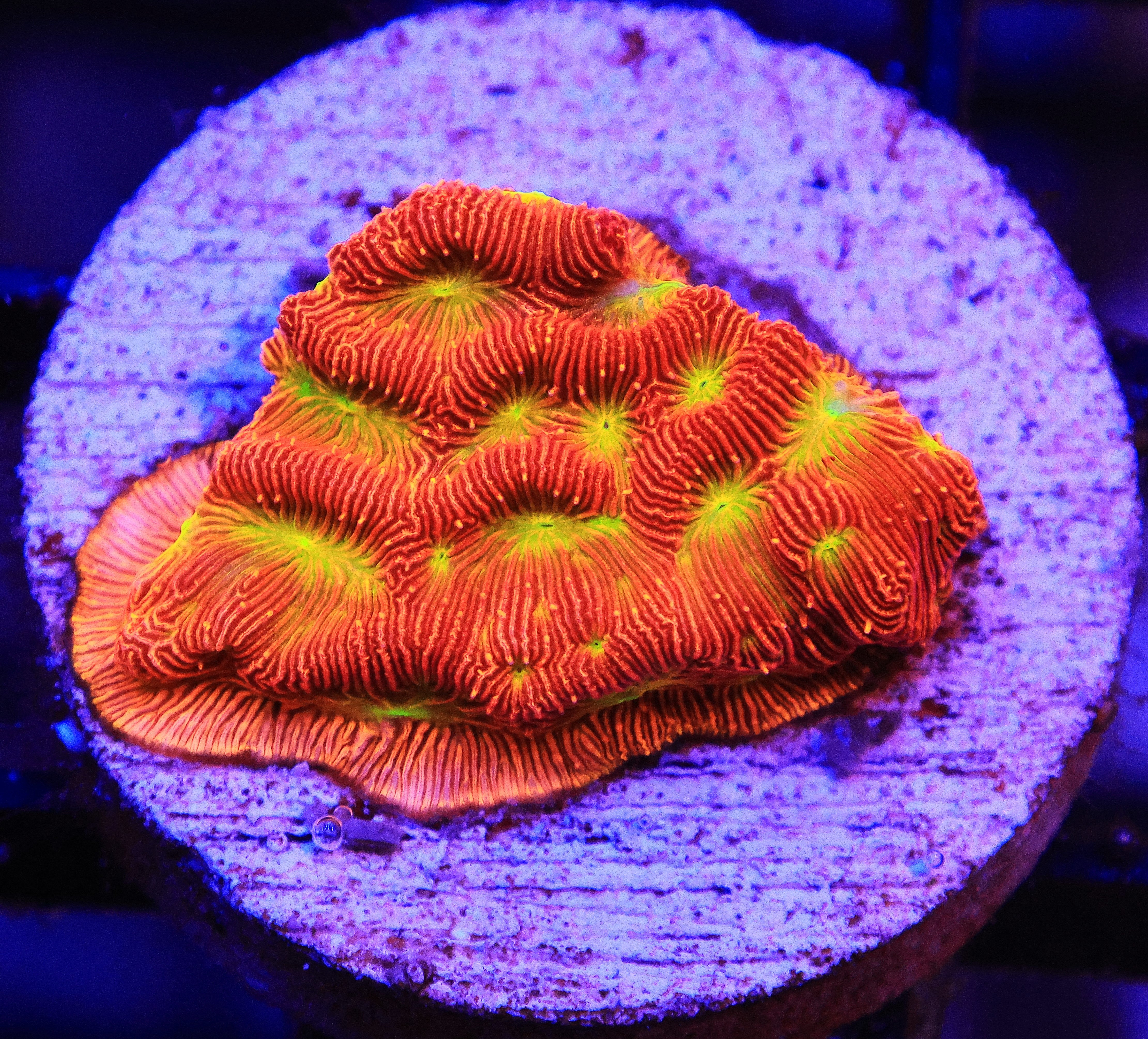 SDC Jack-O-Lantern Leptoseris