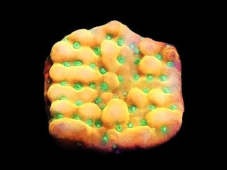 JF Beach Bum Montipora