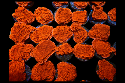 SDC Red Monti Cap Cult