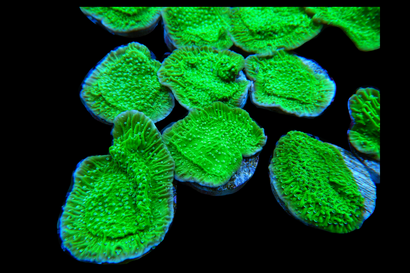 SDC Snow Cap Monti Cap Cult