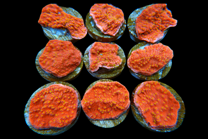 SDC Starburst Monti Cap Cult