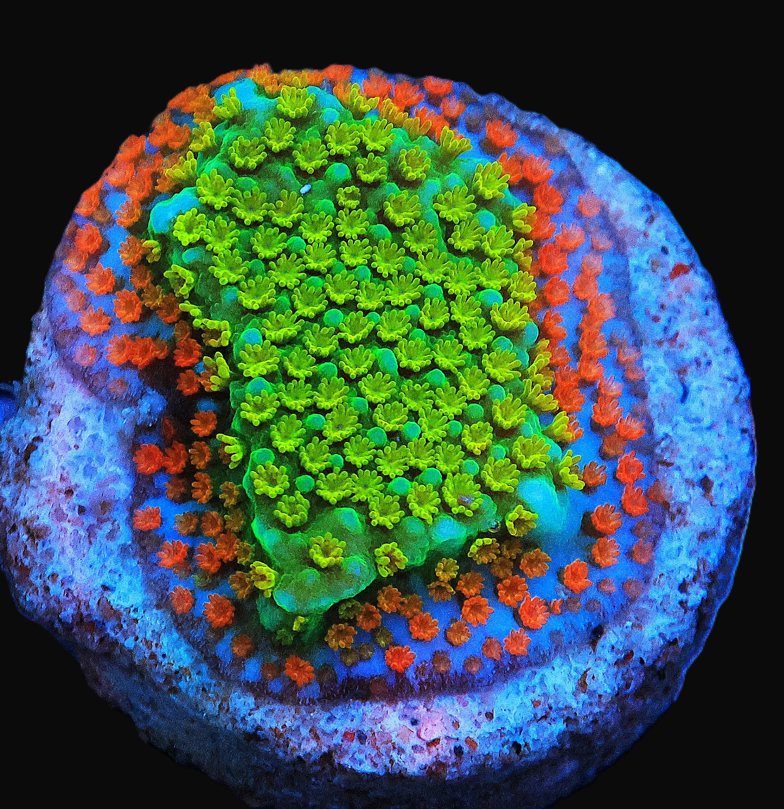 JF Fruity Pebbles Monti