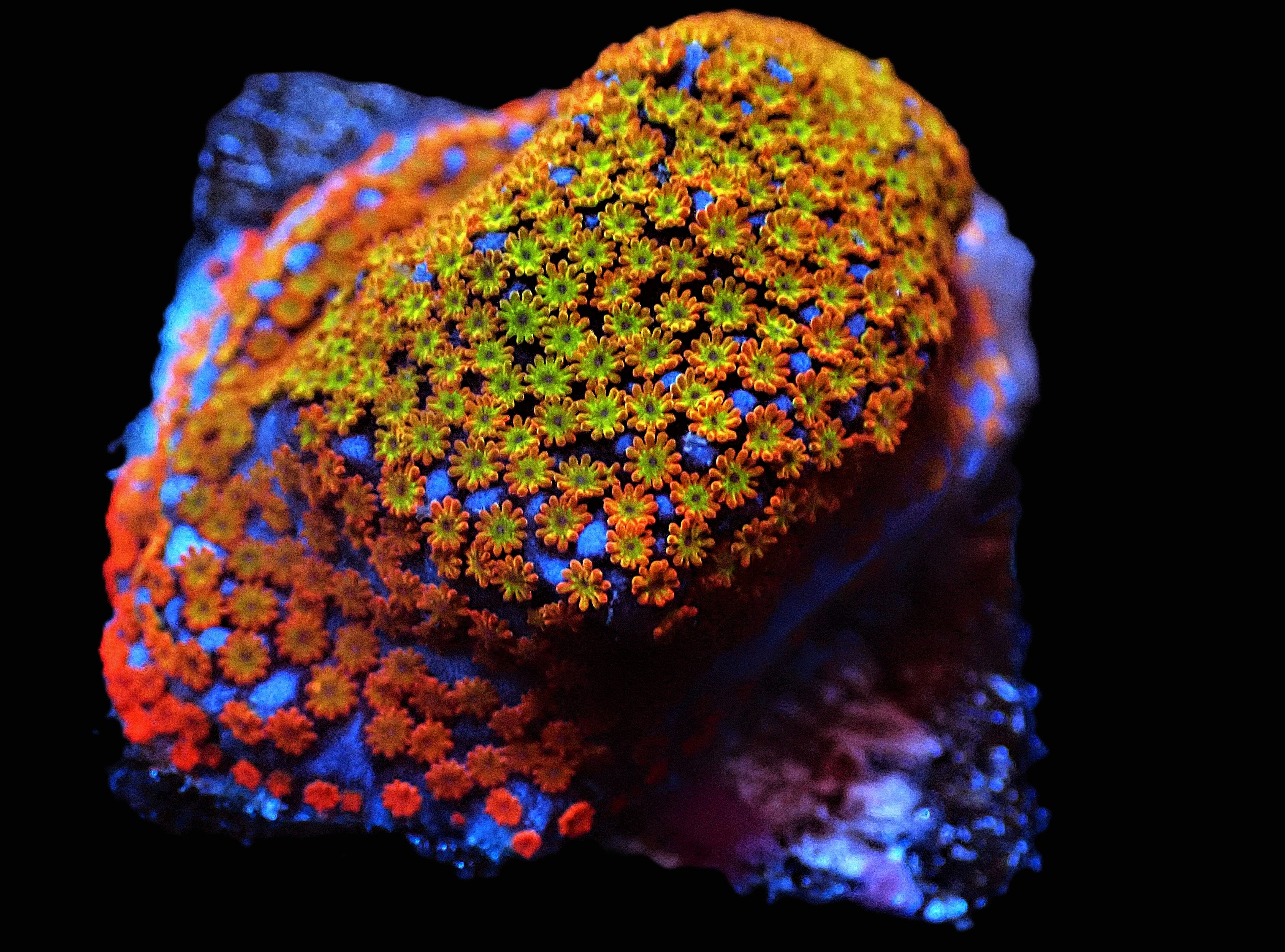 SDC Fruity Pebbles Monti