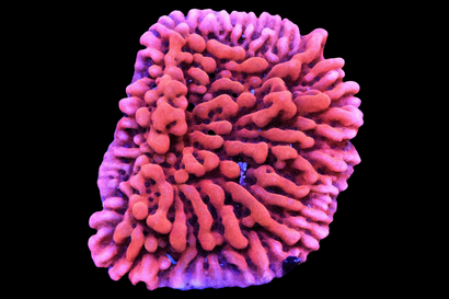 SDC Fairy Tale Monti Cult