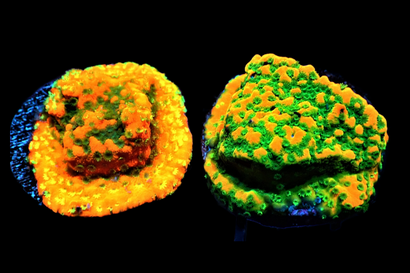 SDC Gold Rush Monti Cult