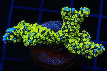 SDC Tubbs Stellata Monti Cult