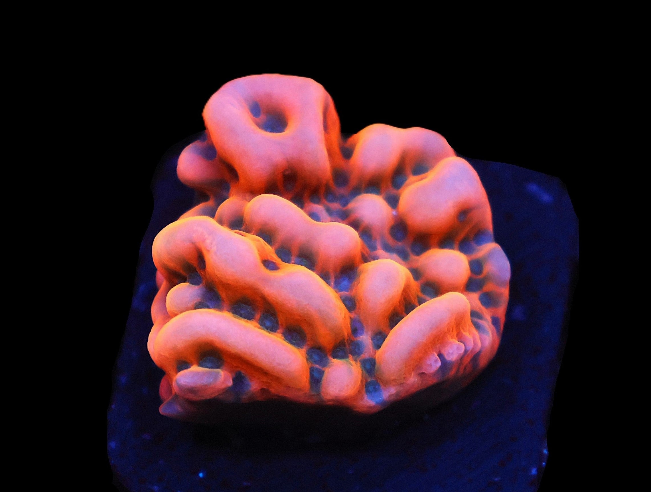 SDC Lava Lamp Monti