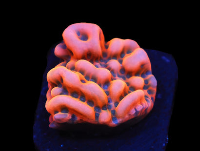 SDC Lava Lamp Monti