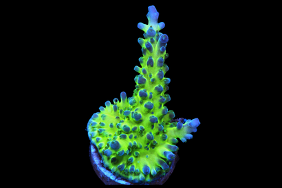 SDC Miyagi Tort Acro Cult