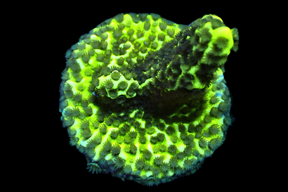 SDC Toxic Green Montipora Spongodes