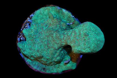 SDC Green Cactus Pavona Cult