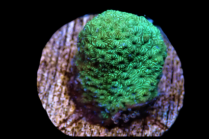 SDC Green Mald Pavona Cult