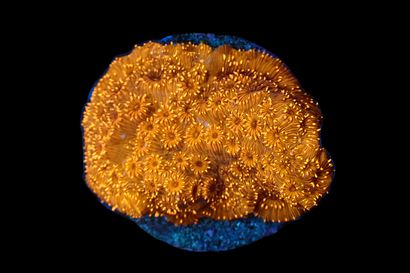 SDC Orange Mal Pavona Cult