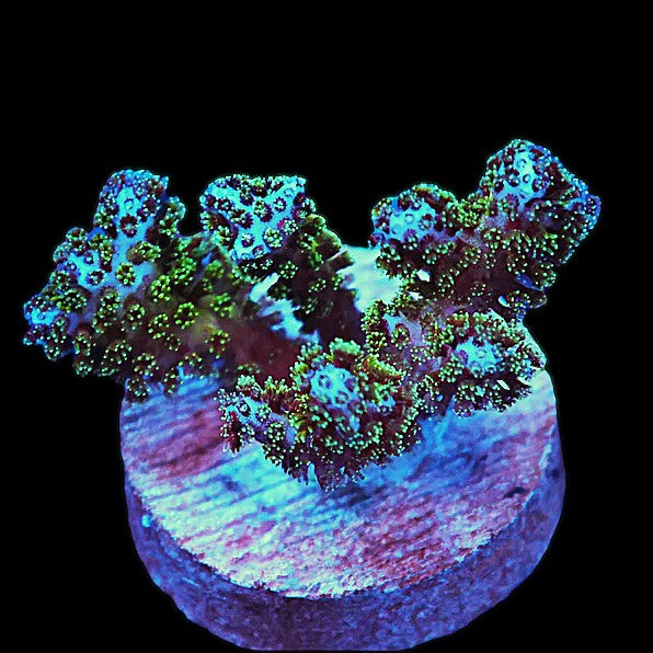 SDC Frozone Pocillopora