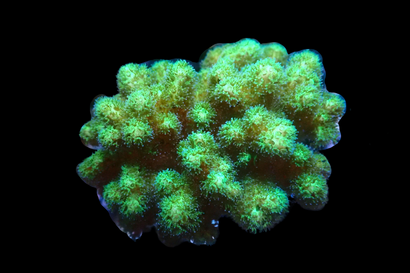 SDC Green Super Pocillopora Cult