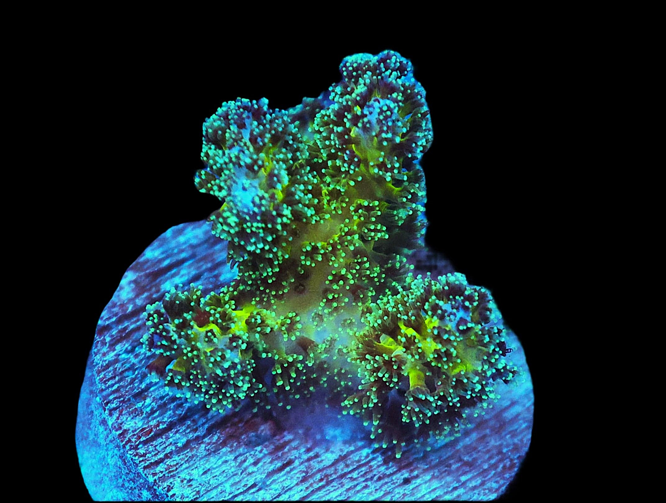 SDC Pickle Juicy Pocillopora
