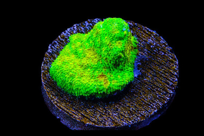 SDC Jaw Breaker Psamma Cult