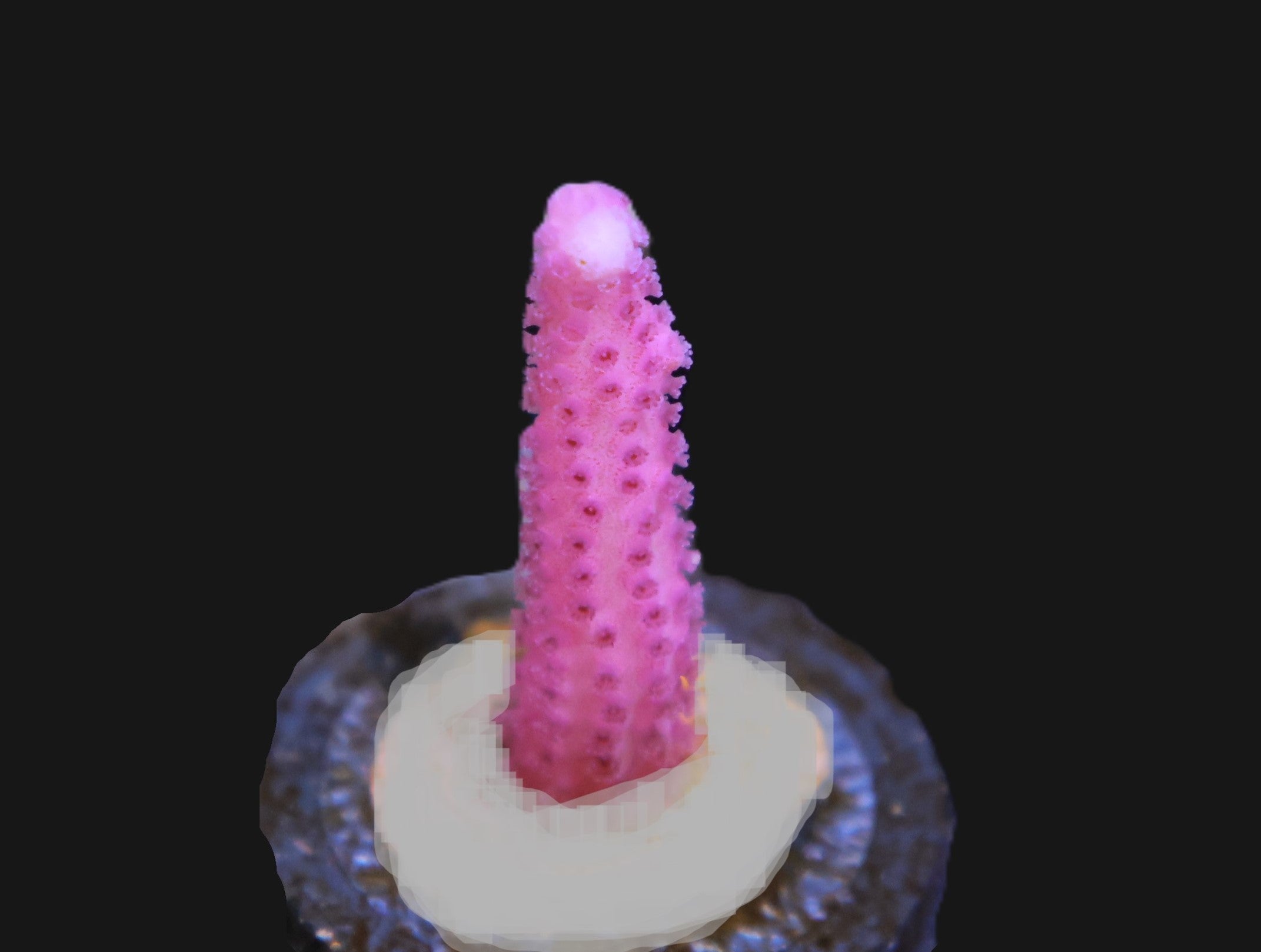 SDC Pinkalicious Seriatopora