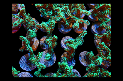 SDC Screaming Green Seri Cult