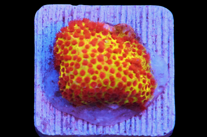 SDC Burning Banana Styloc Cult