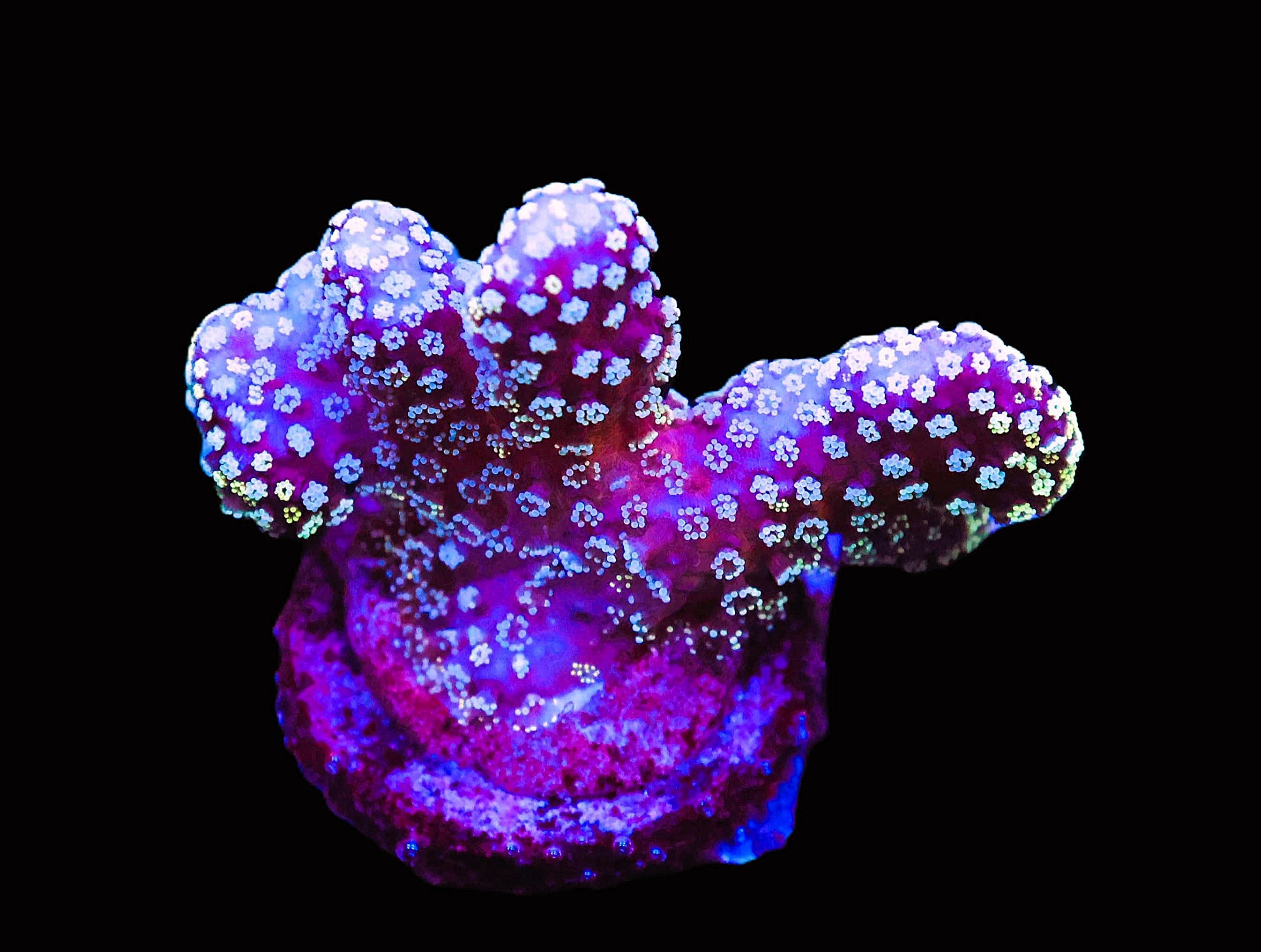 SDC Midnight Sky Stylophora