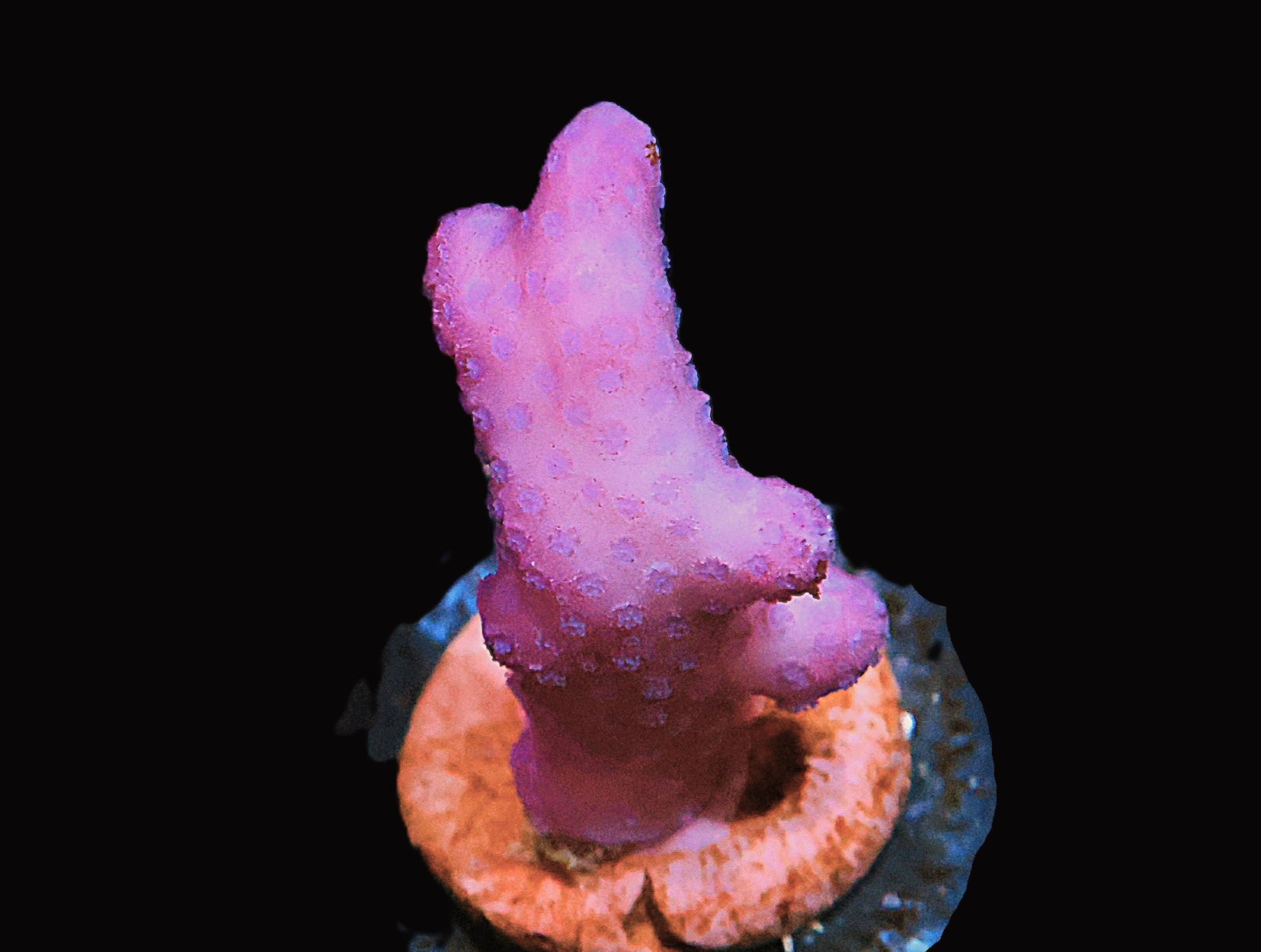 SDC Pink Flamingo Stylophora