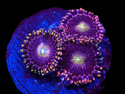 ICAZO150AC - SDC Antimatter Zoa