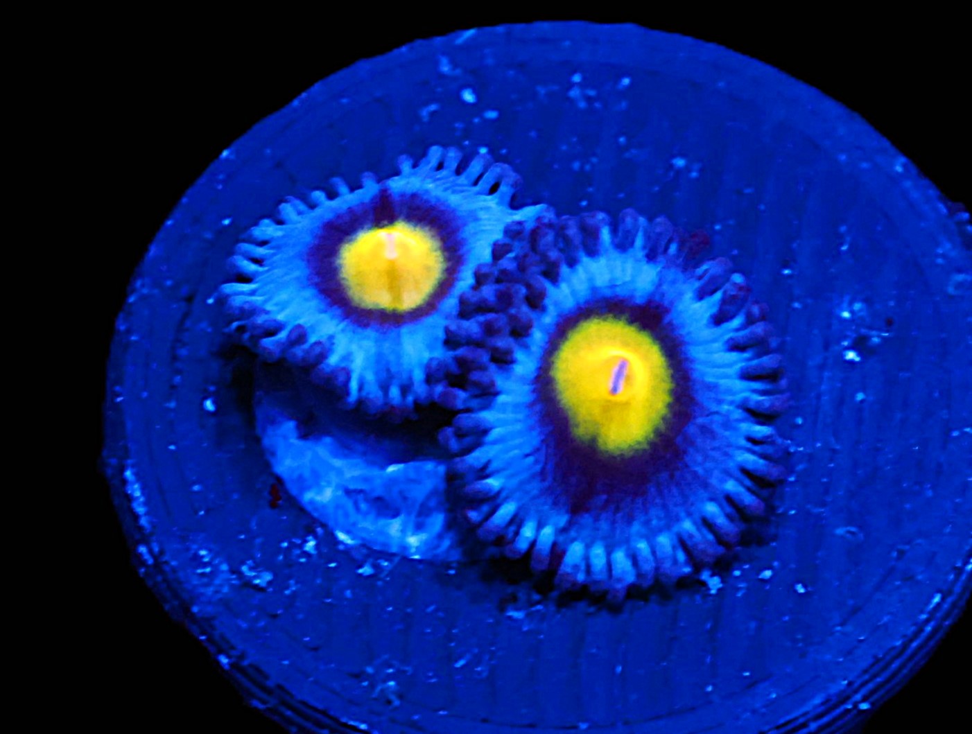 ICAZO160AC - WWC AOI Zoa