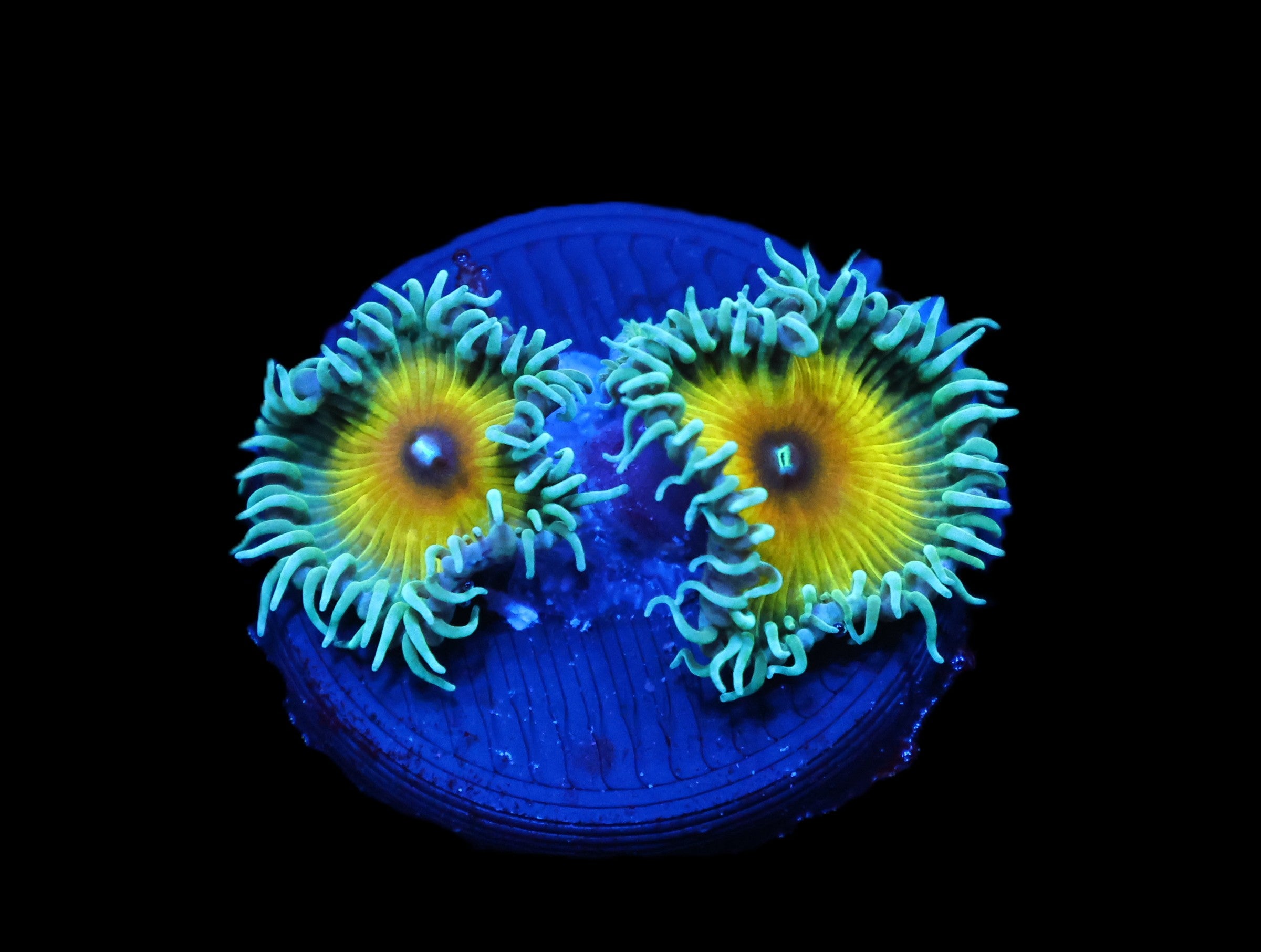ICAZO180AC - JF Captain Jerk Zoa