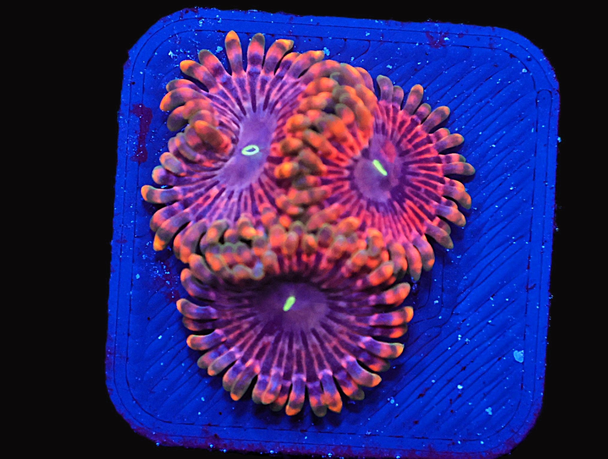 ICAZO250AC - SDC Fairy Fart Zoa