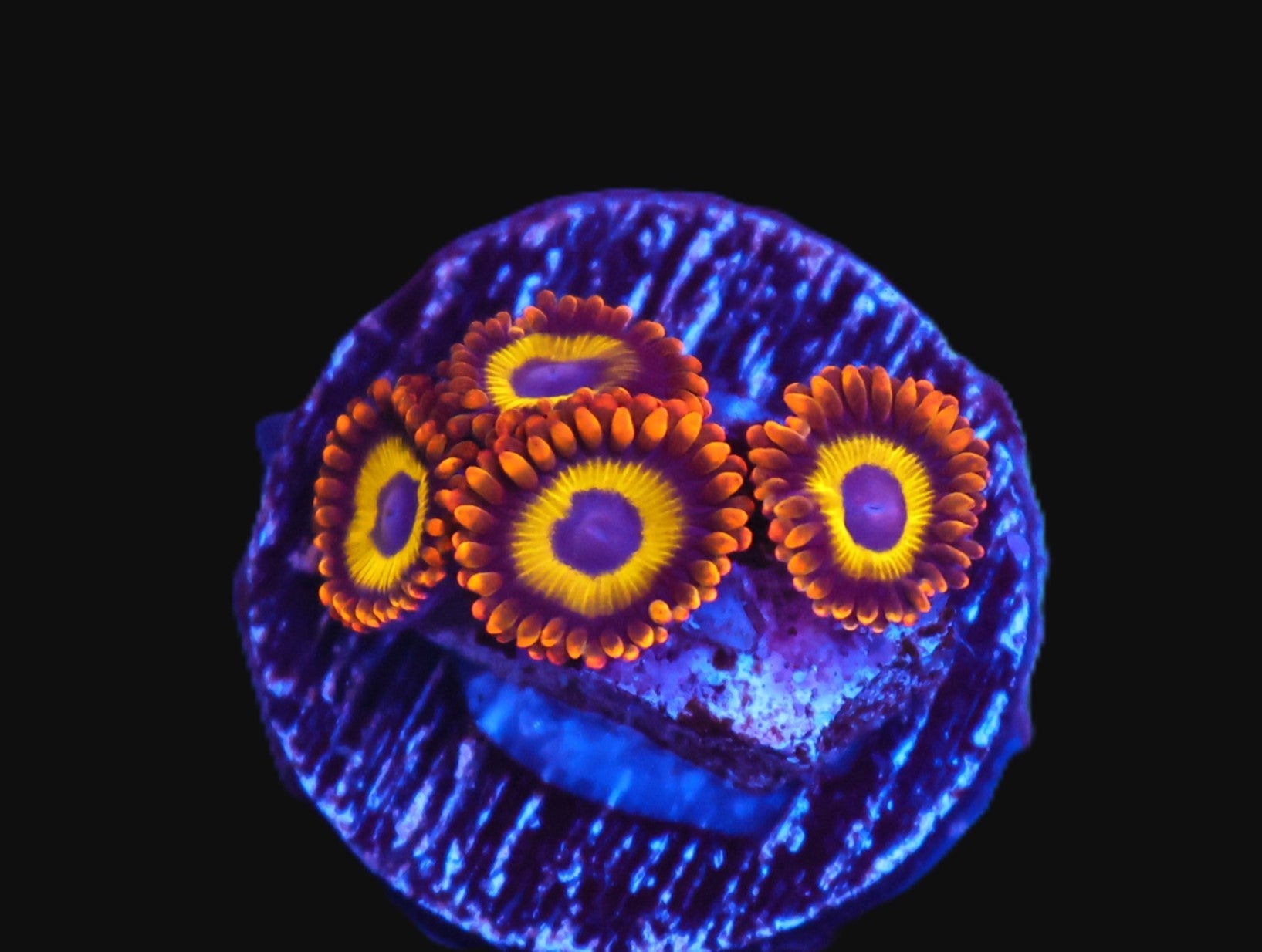 ICAZO257AC - TSA Fruit Loops Zoa