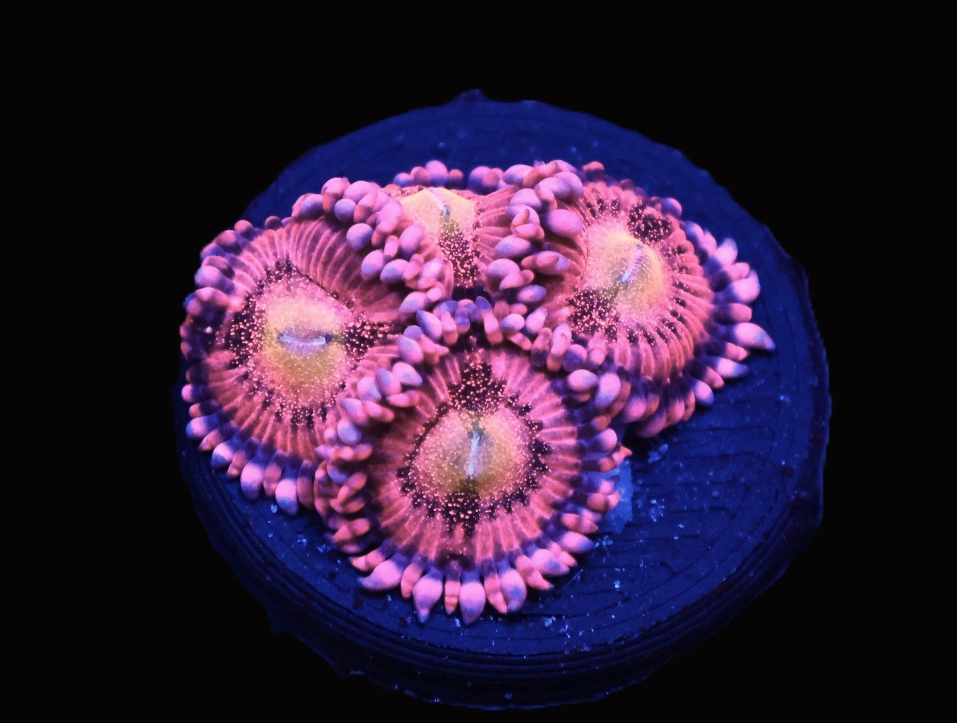 ICAZO350AC - SDC Halle Berry Zoa