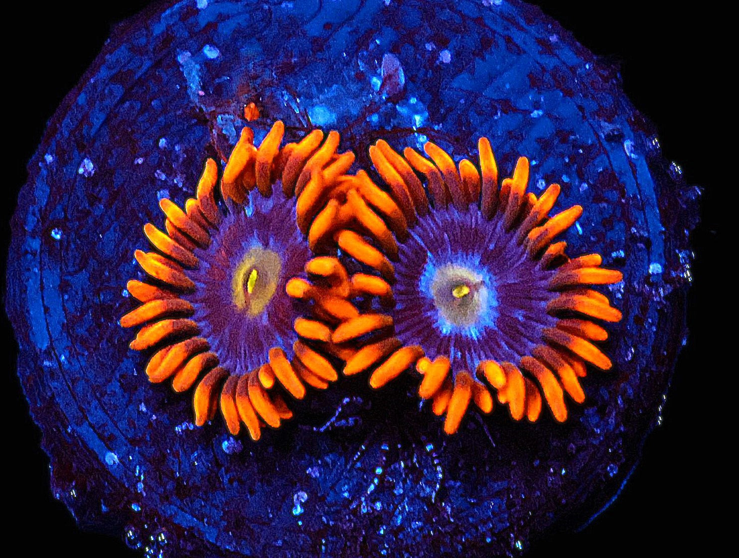 ICAZO360AC - SDC Haunted House Zoa