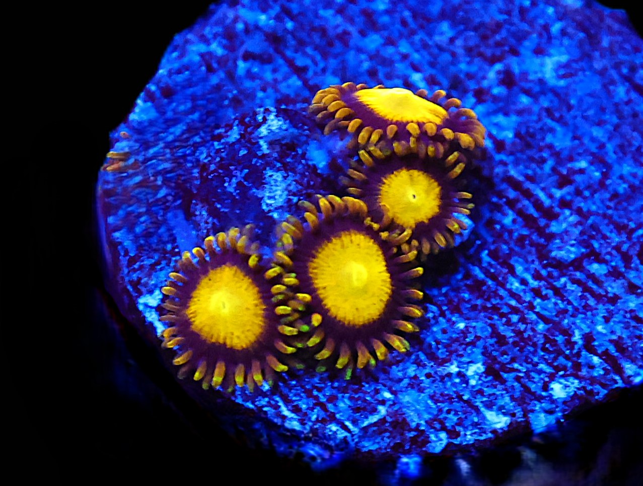 ICAZO450AC - SDC King Midas Zoa
