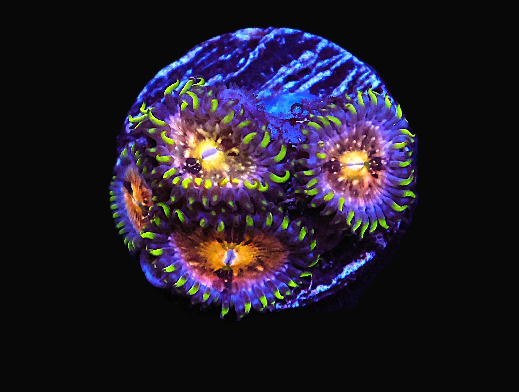 ICAZO579AC - SDC Nirvana Zoa