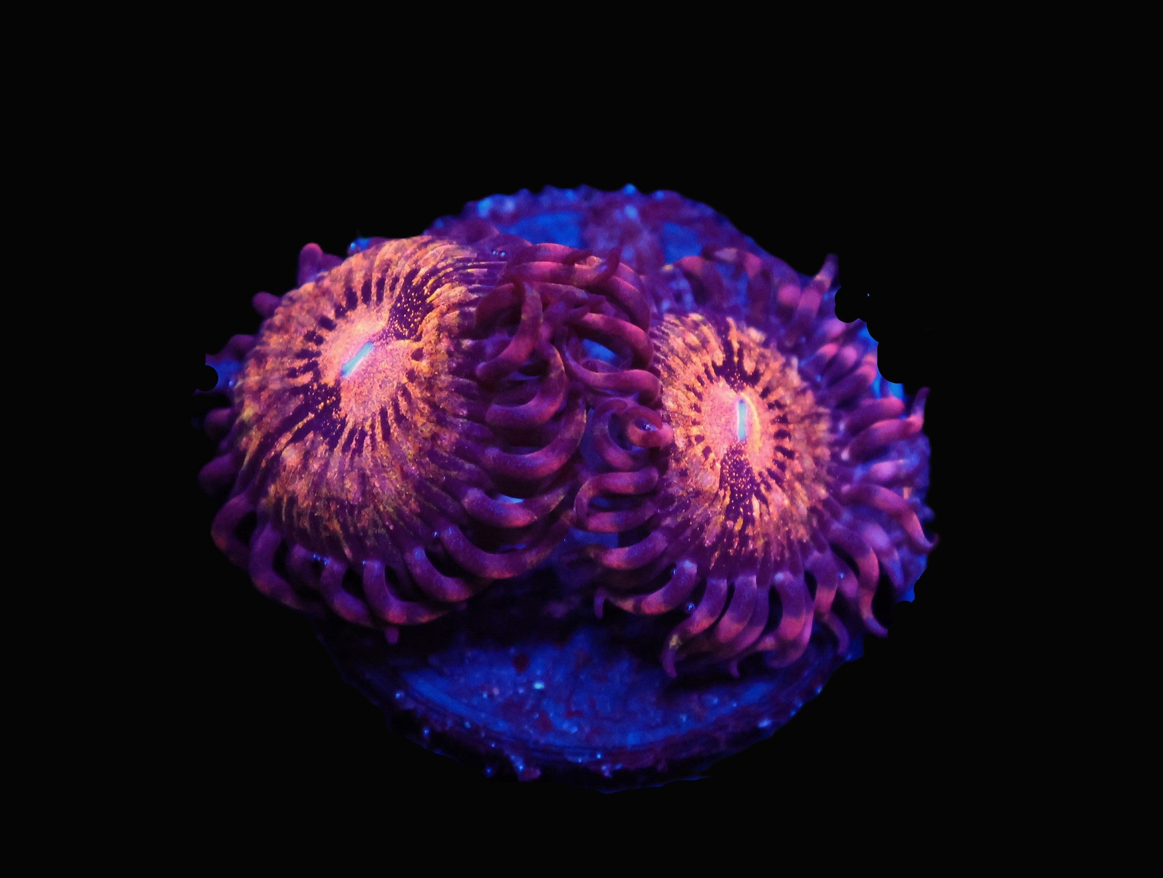 ICAZO670AC - SDC Pandora Zoa